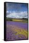 Purple Viper's Bugloss, Paterson's Curse-null-Framed Stretched Canvas