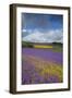 Purple Viper's Bugloss, Paterson's Curse-null-Framed Photographic Print