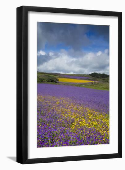 Purple Viper's Bugloss, Paterson's Curse-null-Framed Photographic Print