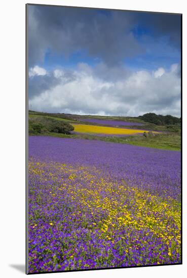 Purple Viper's Bugloss, Paterson's Curse-null-Mounted Photographic Print