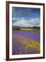 Purple Viper's Bugloss, Paterson's Curse-null-Framed Photographic Print