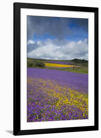 Purple Viper's Bugloss, Paterson's Curse-null-Framed Photographic Print