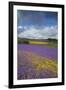 Purple Viper's Bugloss, Paterson's Curse-null-Framed Photographic Print