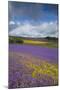 Purple Viper's Bugloss, Paterson's Curse-null-Mounted Photographic Print