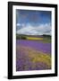 Purple Viper's Bugloss, Paterson's Curse-null-Framed Photographic Print