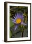 Purple Water Lilies I-George Johnson-Framed Photographic Print