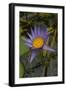 Purple Water Lilies I-George Johnson-Framed Photographic Print