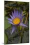 Purple Water Lilies I-George Johnson-Mounted Photographic Print