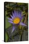 Purple Water Lilies I-George Johnson-Stretched Canvas