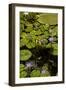 Purple Water Lilies II-George Johnson-Framed Photographic Print