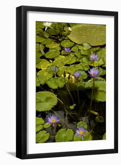 Purple Water Lilies II-George Johnson-Framed Photographic Print