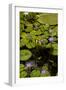 Purple Water Lilies II-George Johnson-Framed Photographic Print