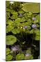 Purple Water Lilies II-George Johnson-Mounted Photographic Print