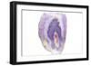 Purple Watercolor Agate I-Susan Bryant-Framed Art Print