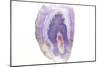 Purple Watercolor Agate I-Susan Bryant-Mounted Art Print