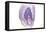 Purple Watercolor Agate I-Susan Bryant-Framed Stretched Canvas