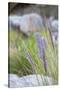 Purple Wild Grass I-Janice Sullivan-Stretched Canvas