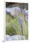 Purple Wild Grass I-Janice Sullivan-Framed Giclee Print