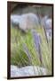 Purple Wild Grass I-Janice Sullivan-Framed Giclee Print