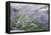 Purple Wild Grass II-Janice Sullivan-Framed Stretched Canvas