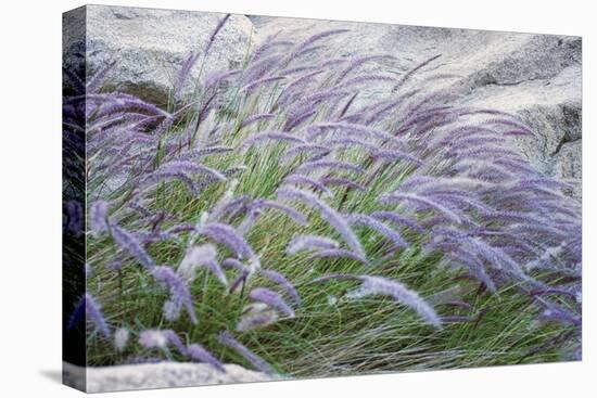 Purple Wild Grass II-Janice Sullivan-Stretched Canvas