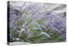 Purple Wild Grass II-Janice Sullivan-Stretched Canvas