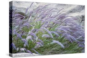 Purple Wild Grass II-Janice Sullivan-Stretched Canvas