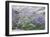 Purple Wild Grass II-Janice Sullivan-Framed Giclee Print