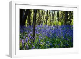 Purple Wildflowers in Forest-moodboard-Framed Photographic Print