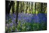 Purple Wildflowers in Forest-moodboard-Mounted Photographic Print