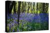 Purple Wildflowers in Forest-moodboard-Stretched Canvas