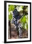 Purple Wine Grapes on the Vine, Napa Valley, California, USA-Cindy Miller Hopkins-Framed Premium Photographic Print
