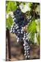 Purple Wine Grapes on the Vine, Napa Valley, California, USA-Cindy Miller Hopkins-Mounted Premium Photographic Print