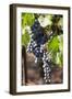 Purple Wine Grapes on the Vine, Napa Valley, California, USA-Cindy Miller Hopkins-Framed Photographic Print