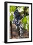 Purple Wine Grapes on the Vine, Napa Valley, California, USA-Cindy Miller Hopkins-Framed Photographic Print