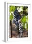 Purple Wine Grapes on the Vine, Napa Valley, California, USA-Cindy Miller Hopkins-Framed Photographic Print