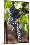 Purple Wine Grapes on the Vine, Napa Valley, California, USA-Cindy Miller Hopkins-Mounted Photographic Print