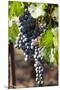 Purple Wine Grapes on the Vine, Napa Valley, California, USA-Cindy Miller Hopkins-Mounted Premium Photographic Print