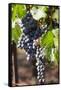 Purple Wine Grapes on the Vine, Napa Valley, California, USA-Cindy Miller Hopkins-Framed Stretched Canvas