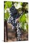 Purple Wine Grapes on the Vine, Napa Valley, California, USA-Cindy Miller Hopkins-Stretched Canvas