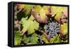 Purple Wine Grapes on the Vine, Napa Valley, California, USA-Cindy Miller Hopkins-Framed Stretched Canvas