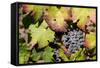 Purple Wine Grapes on the Vine, Napa Valley, California, USA-Cindy Miller Hopkins-Framed Stretched Canvas