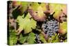 Purple Wine Grapes on the Vine, Napa Valley, California, USA-Cindy Miller Hopkins-Stretched Canvas