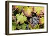 Purple Wine Grapes on the Vine, Napa Valley, California, USA-Cindy Miller Hopkins-Framed Photographic Print