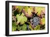 Purple Wine Grapes on the Vine, Napa Valley, California, USA-Cindy Miller Hopkins-Framed Photographic Print