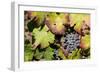 Purple Wine Grapes on the Vine, Napa Valley, California, USA-Cindy Miller Hopkins-Framed Photographic Print