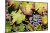 Purple Wine Grapes on the Vine, Napa Valley, California, USA-Cindy Miller Hopkins-Mounted Photographic Print