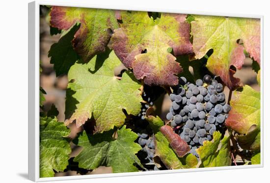 Purple Wine Grapes on the Vine, Napa Valley, California, USA-Cindy Miller Hopkins-Framed Photographic Print