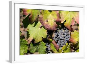 Purple Wine Grapes on the Vine, Napa Valley, California, USA-Cindy Miller Hopkins-Framed Photographic Print