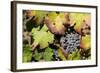 Purple Wine Grapes on the Vine, Napa Valley, California, USA-Cindy Miller Hopkins-Framed Photographic Print